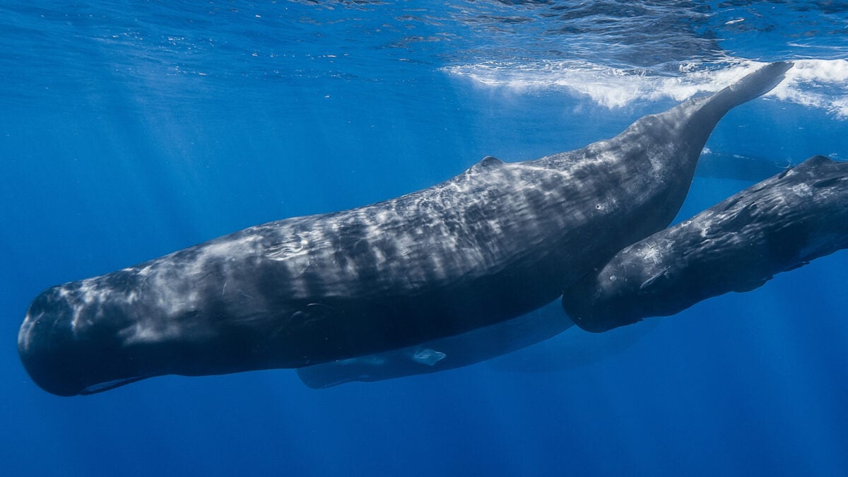 Sperm Whales Speak With a Complex Alphabet and Even Have ‘Vowels,’ Study Finds