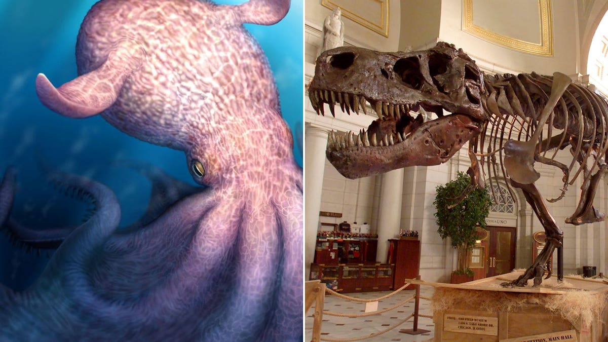 Split of ancient octopus and trex skeleton