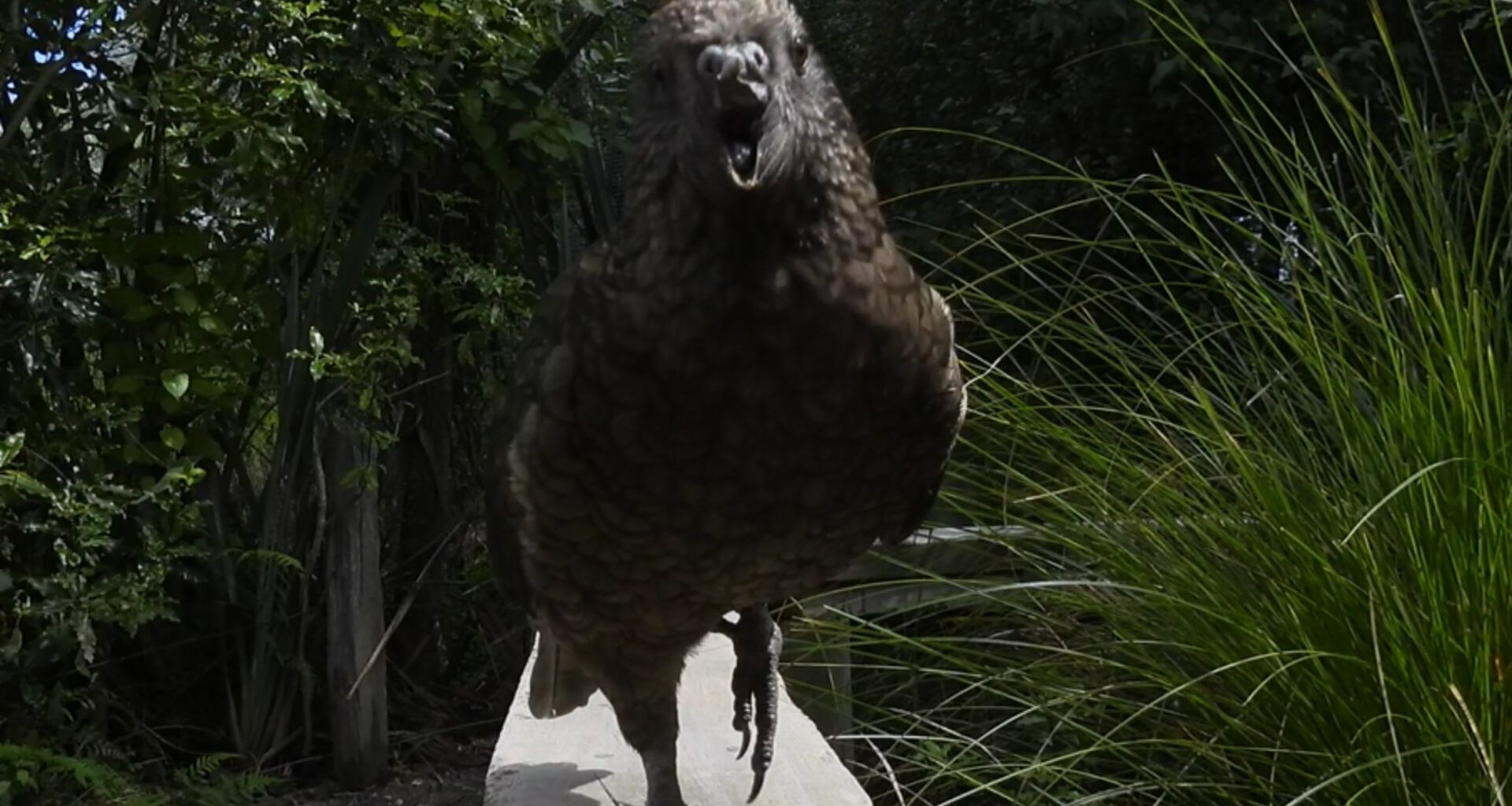 A gray and green parrot looks at the camera, its beak open with the top of its beak missing. Grasses and trees sit behind it.