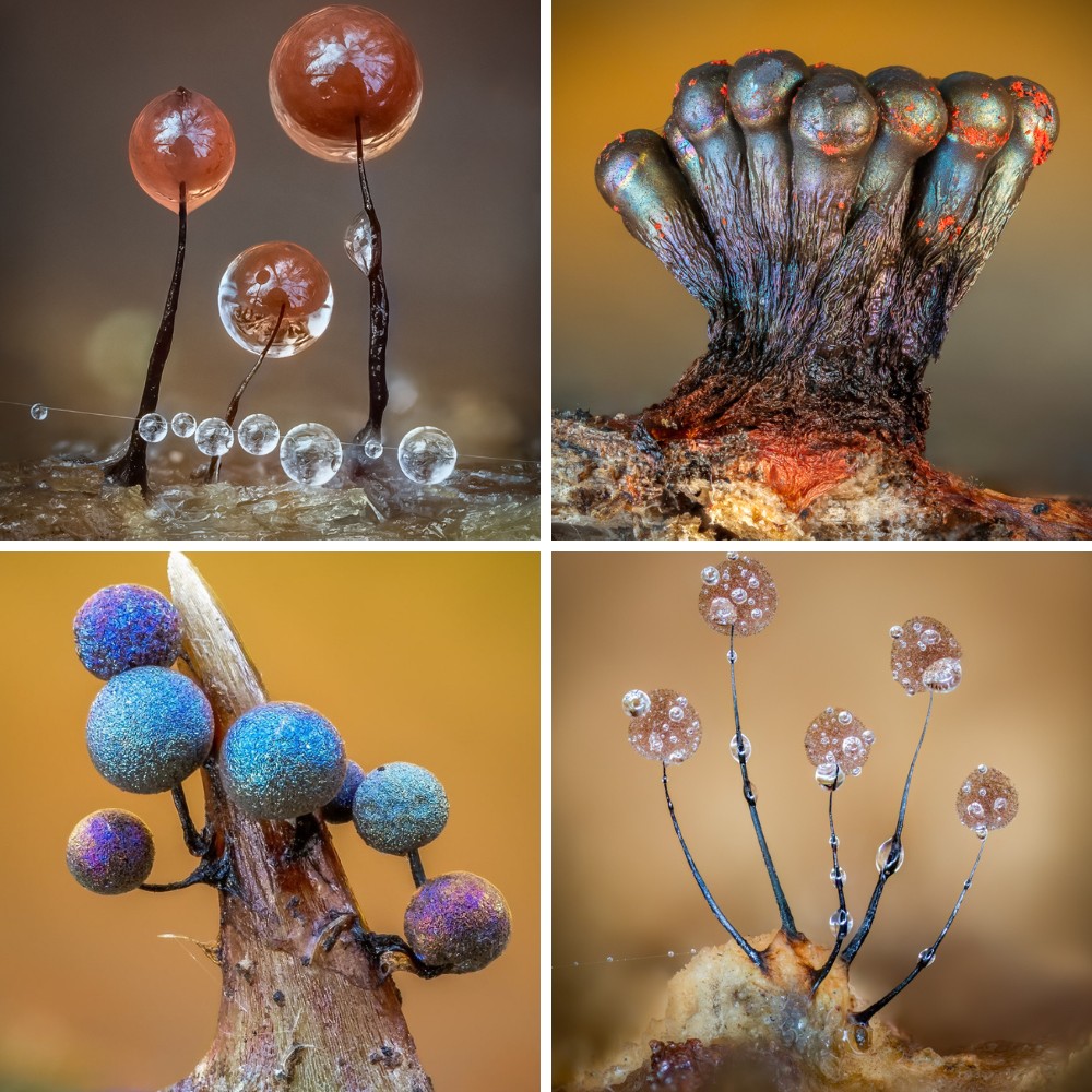 Slime mold macro photography Barry Webb’s Macro Photos Reveal the Hidden, Colorful World of Slime Molds