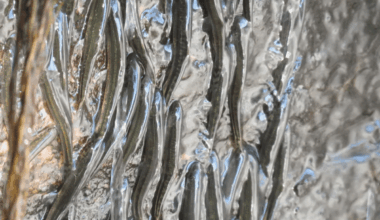 Tiny Fish Defy Science By Climbing 50 Foot Waterfalls Scientists Finally Capture The Incredible Behavior