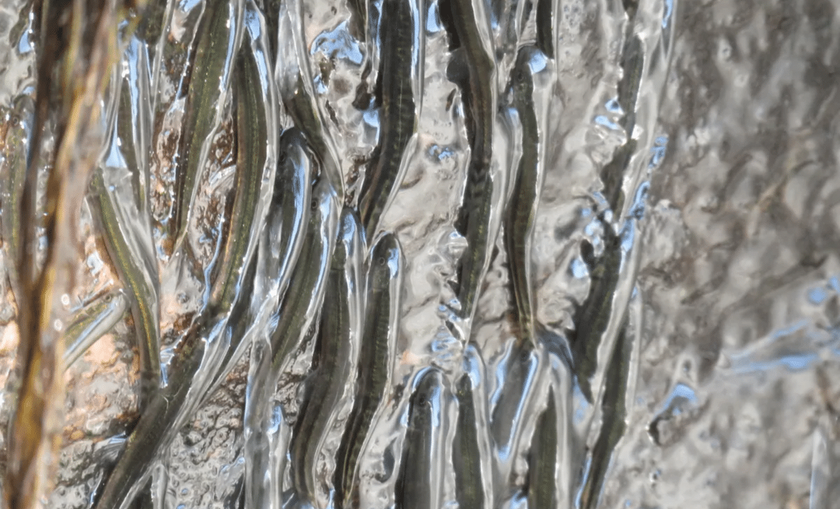 Tiny Fish Defy Science By Climbing 50 Foot Waterfalls Scientists Finally Capture The Incredible Behavior