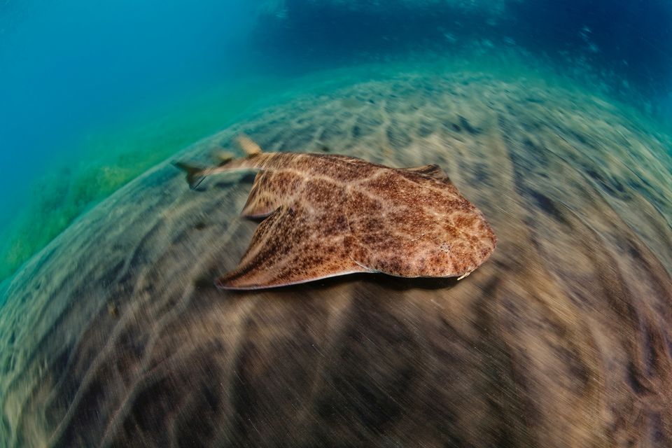 Concerns: Several angel sharks were caught as bycatch while fishing for crayfish, according to a Marine Institure report. Photo: Getty