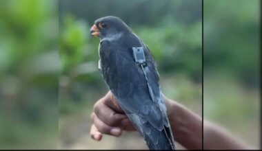 Amur Falcons Begin 5,000Km Return Journey From Africa To India