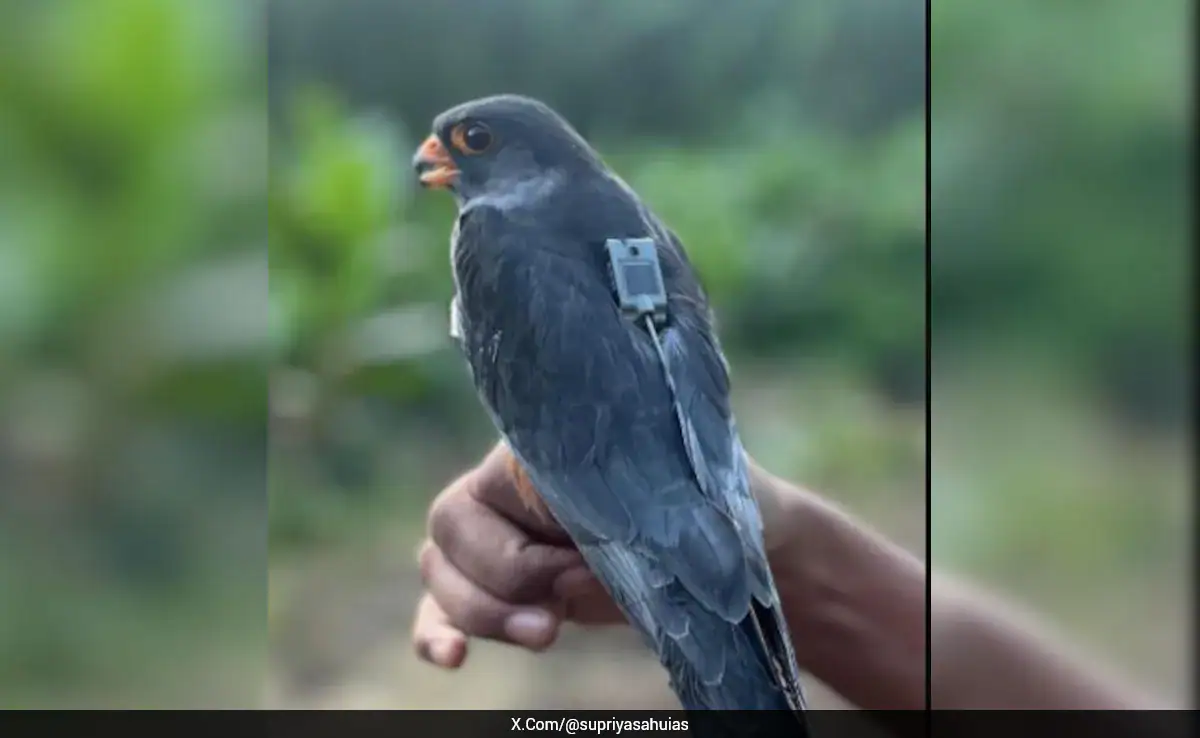 Amur Falcons Begin 5,000Km Return Journey From Africa To India