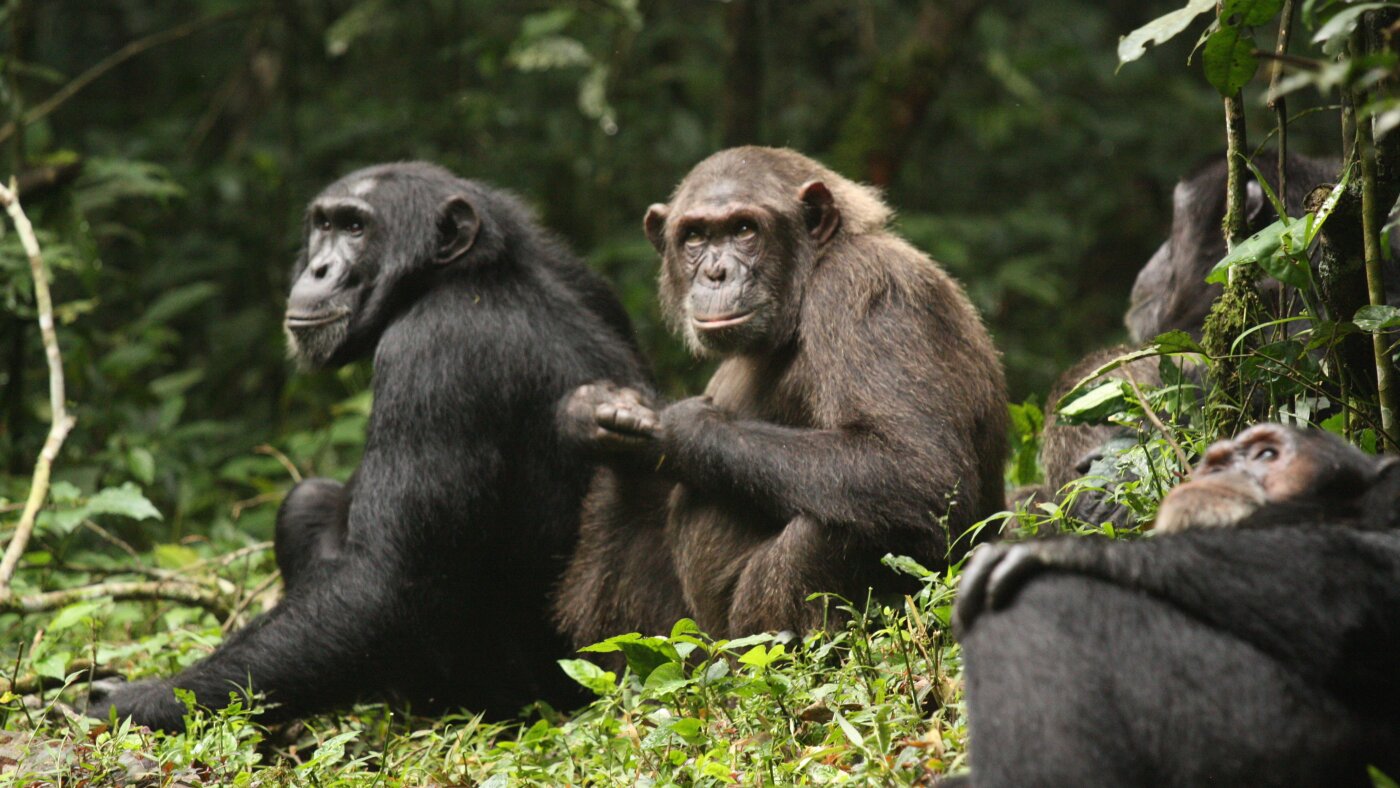 Why a chimp 'civil war' shows how societies collapse : Short Wave : NPR