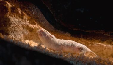 No coup, just cuddles. A naked mole rat colony changes queens peacefully : NPR