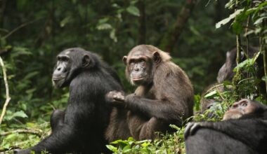 How the world’s largest known group of chimps turned on each other : NPR