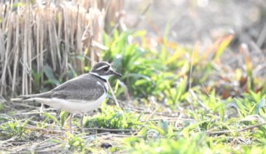 Forest Park habitat restoration efforts are a biodiversity win