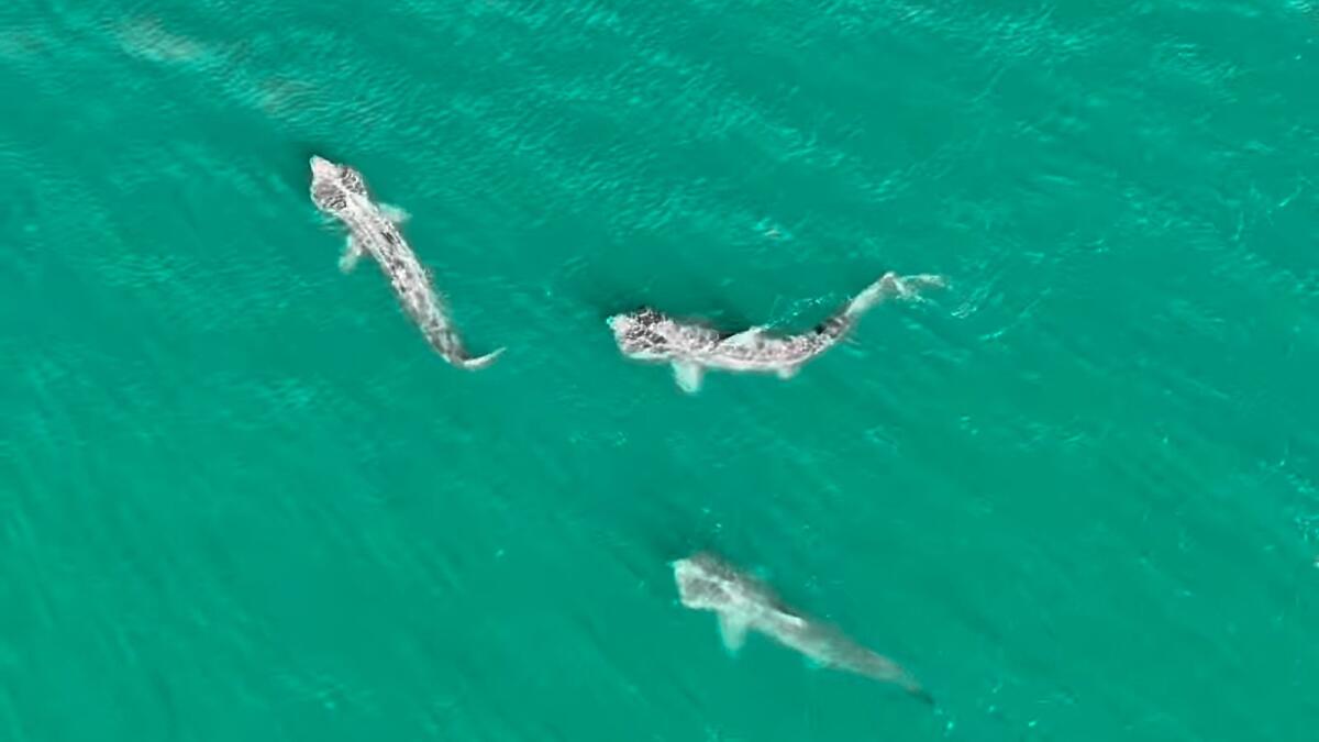 Watch: Basking sharks complete annual return to beautiful Mayo bay