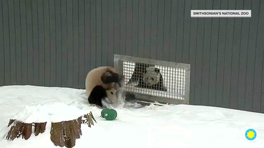 Pandas
