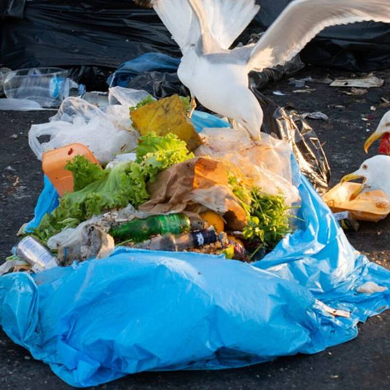 Wildlife expert: People to blame for seagull aggression