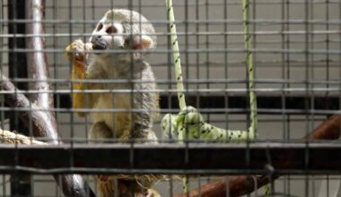 Costa Rica Warns of Rising Wildlife Trafficking in Osa During Nesting Season