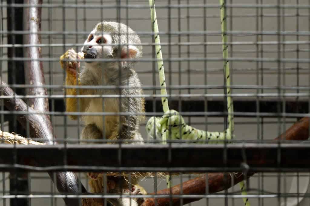 Costa Rica Warns of Rising Wildlife Trafficking in Osa During Nesting Season