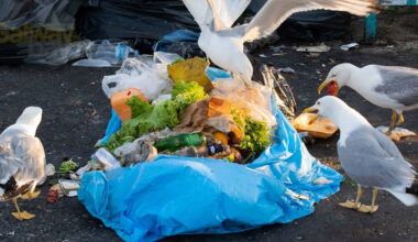 Wildlife expert: People to blame for seagull aggression