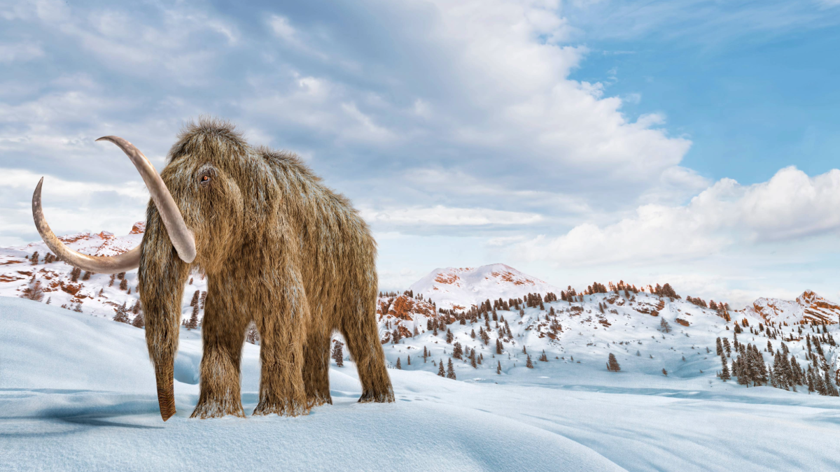 We’re still recovering from losing the woolly mammoth
