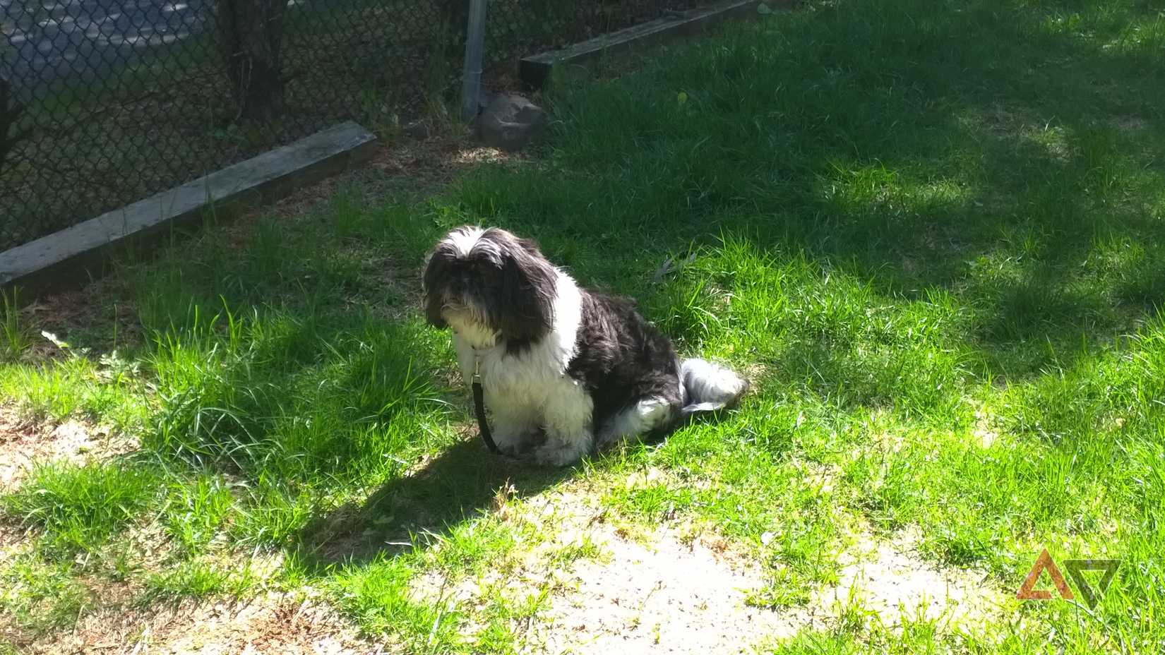 Picture of the best Shih Tzu Harry on the Lumia 1020