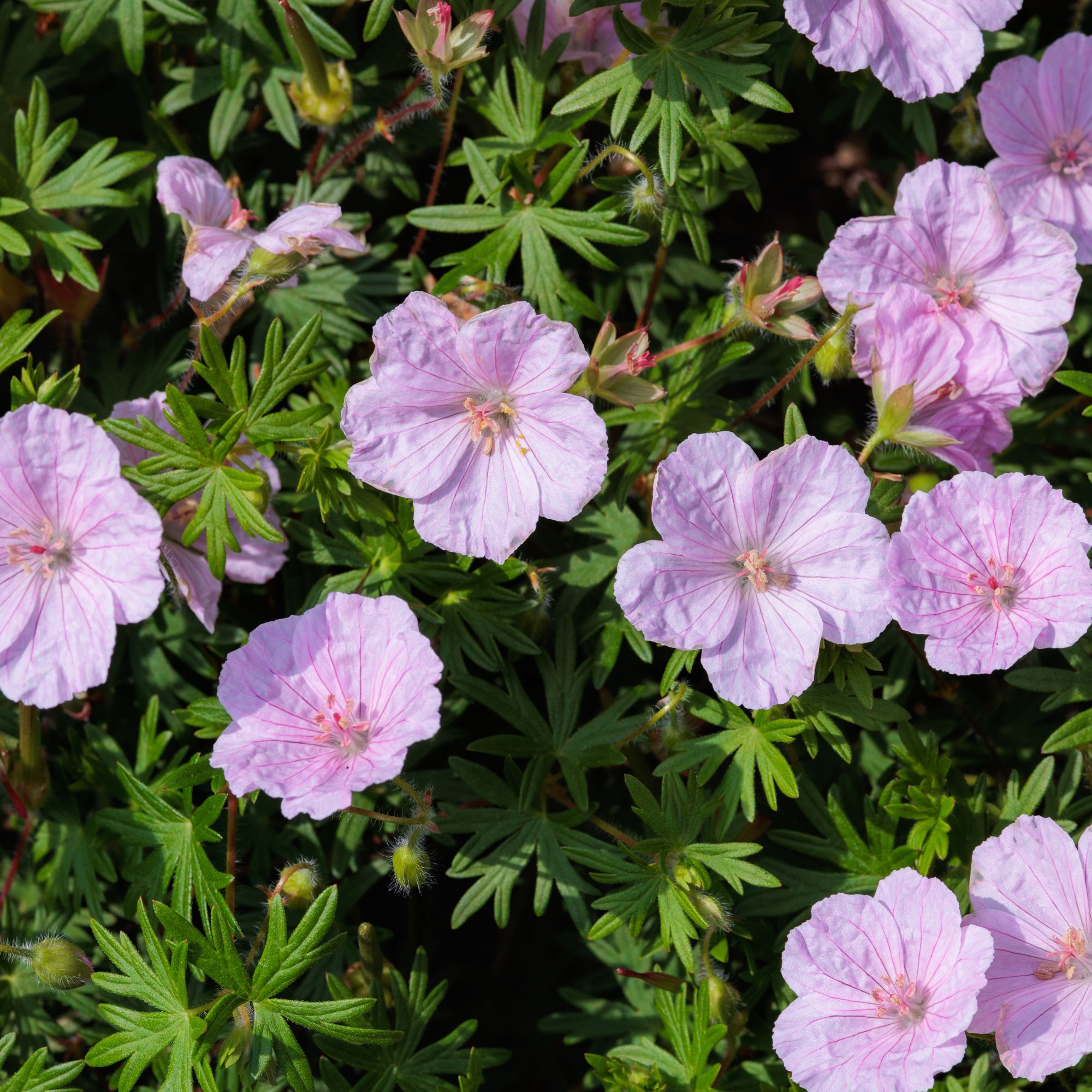 shade-loving hardy geranium