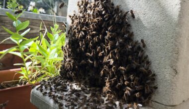 Public urged to check roofs during bee swarming season