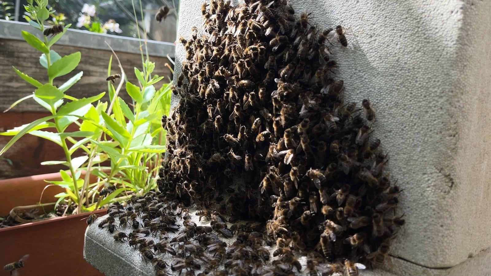 Public urged to check roofs during bee swarming season
