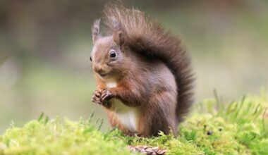 Listen: How pine martens helped the red squirrel make a comeback