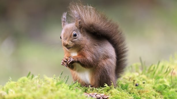 Red squirrel, Sciurus vulgaris