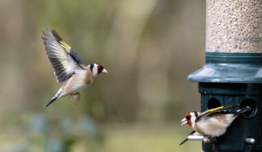 People urged not to feed garden birds over summer