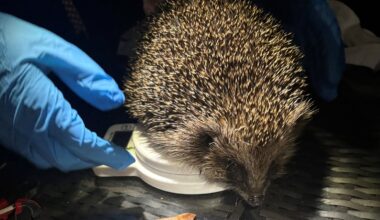 Hedgehogs tagged for 'vital insights' into hidden lives