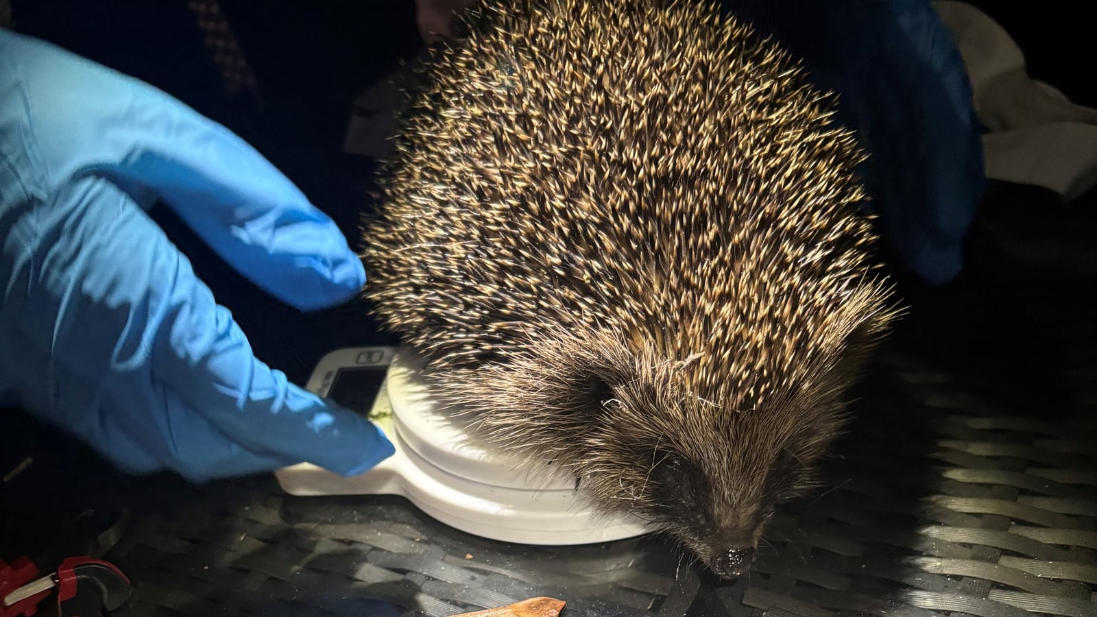Hedgehogs tagged for 'vital insights' into hidden lives