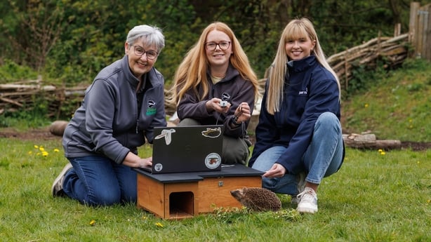 Undated handout photo issued by Ulster Wildlife of their staff with a tracker and a hedgehog