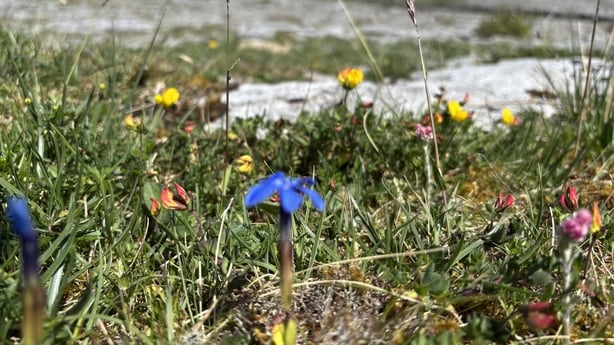 Flowers in the grass in the Burren