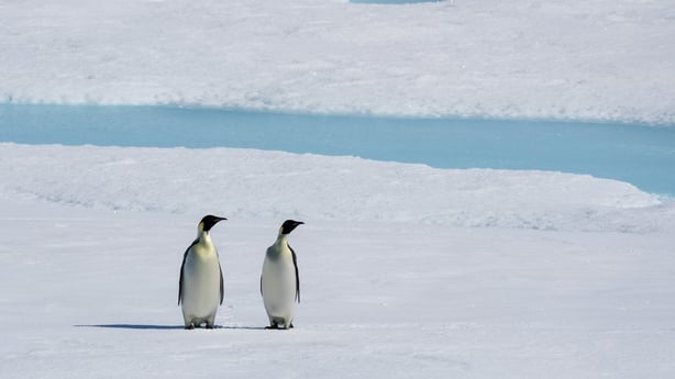 A pair of emperor penguins are photographed on ice in the Antarctica