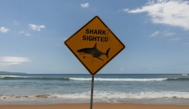 Man killed by great white shark in western Australia