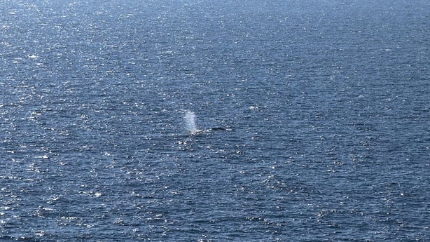 Timmy offshore near Skagen after being released from a barge last month