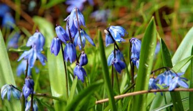 Illegal invasive plant species found for sale in Ireland