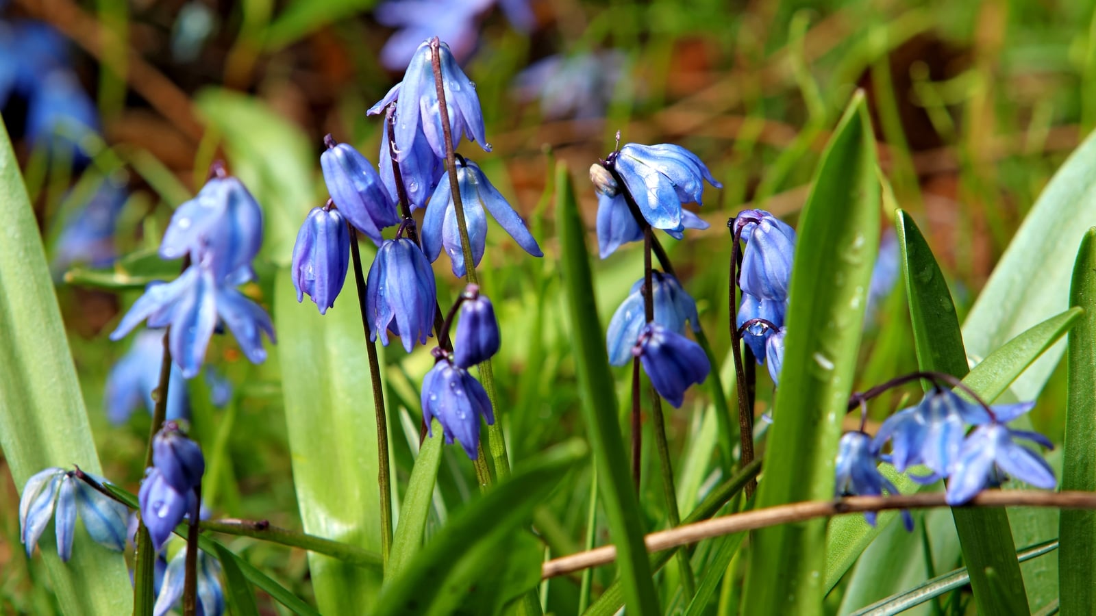Illegal invasive plant species found for sale in Ireland