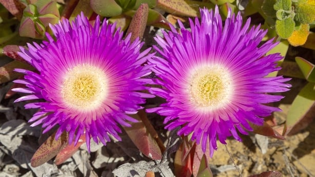 Pink purple flower of Carpobrotus edulis, a ground-creeping plant with succulent leaves native to South Africa. Also known as Hottentot-fig, ice plant, highway ice plant or pig face and in South Africa as the sour fig. Now naturalized along the Atlantic coast of Portugal where it is considered an in