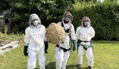 Bureau formed to manage invasive species in Ireland