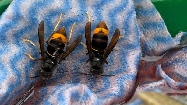 Asian hornets feeding on a sugar bait bottle in Cork city