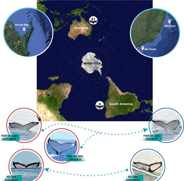 a graphic showing the movement of two humpback whales published in the Royal Society Open Science.