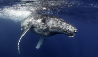 Humpback whales in record swims between Australia, Brazil