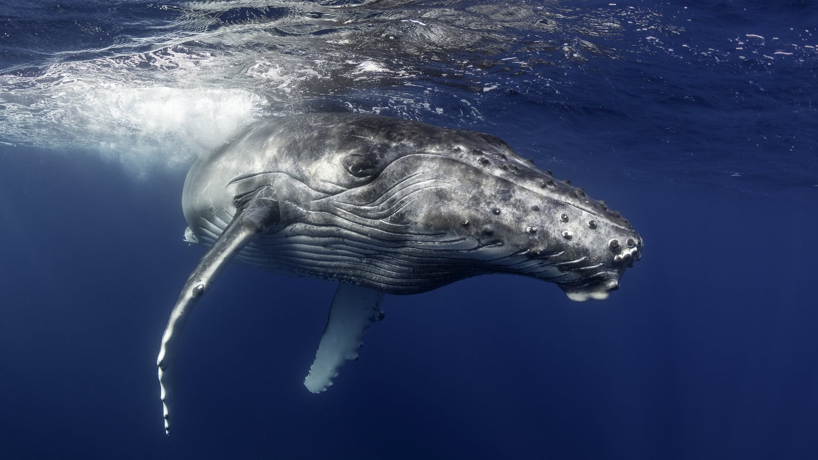 Humpback whales in record swims between Australia, Brazil