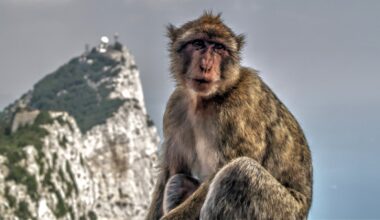 Eat dirt - Gibraltar monkeys balance out junk food binges