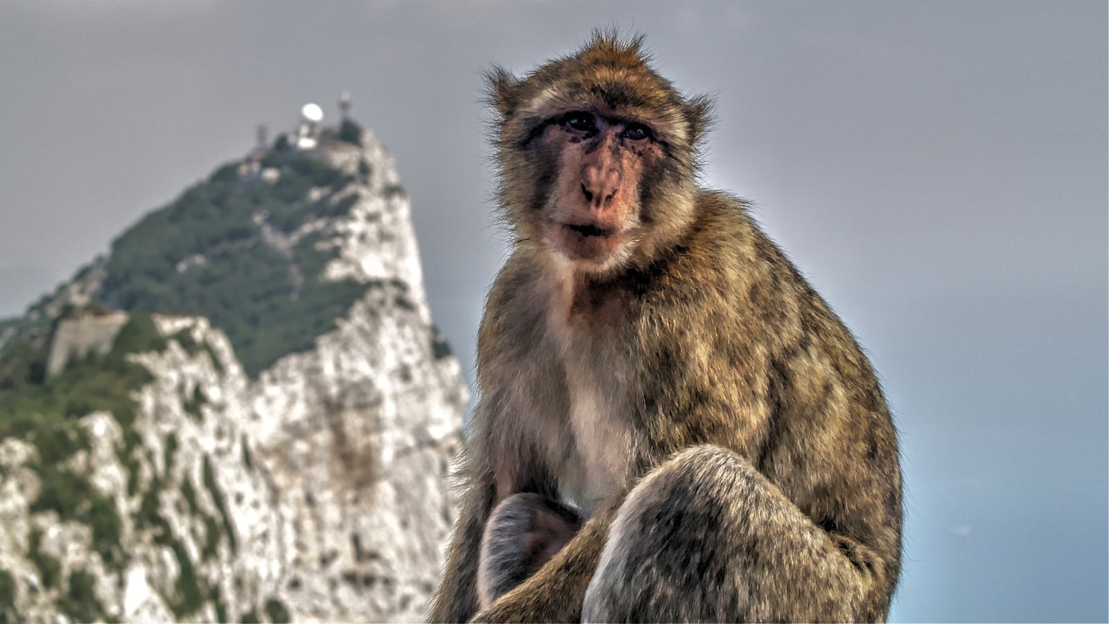 Eat dirt - Gibraltar monkeys balance out junk food binges