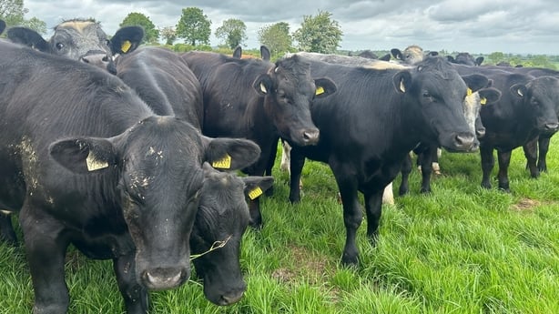 Lower carbon cattle produced by a combination of factors