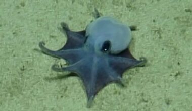 'It's blue'- scientists find new deep-sea octopus