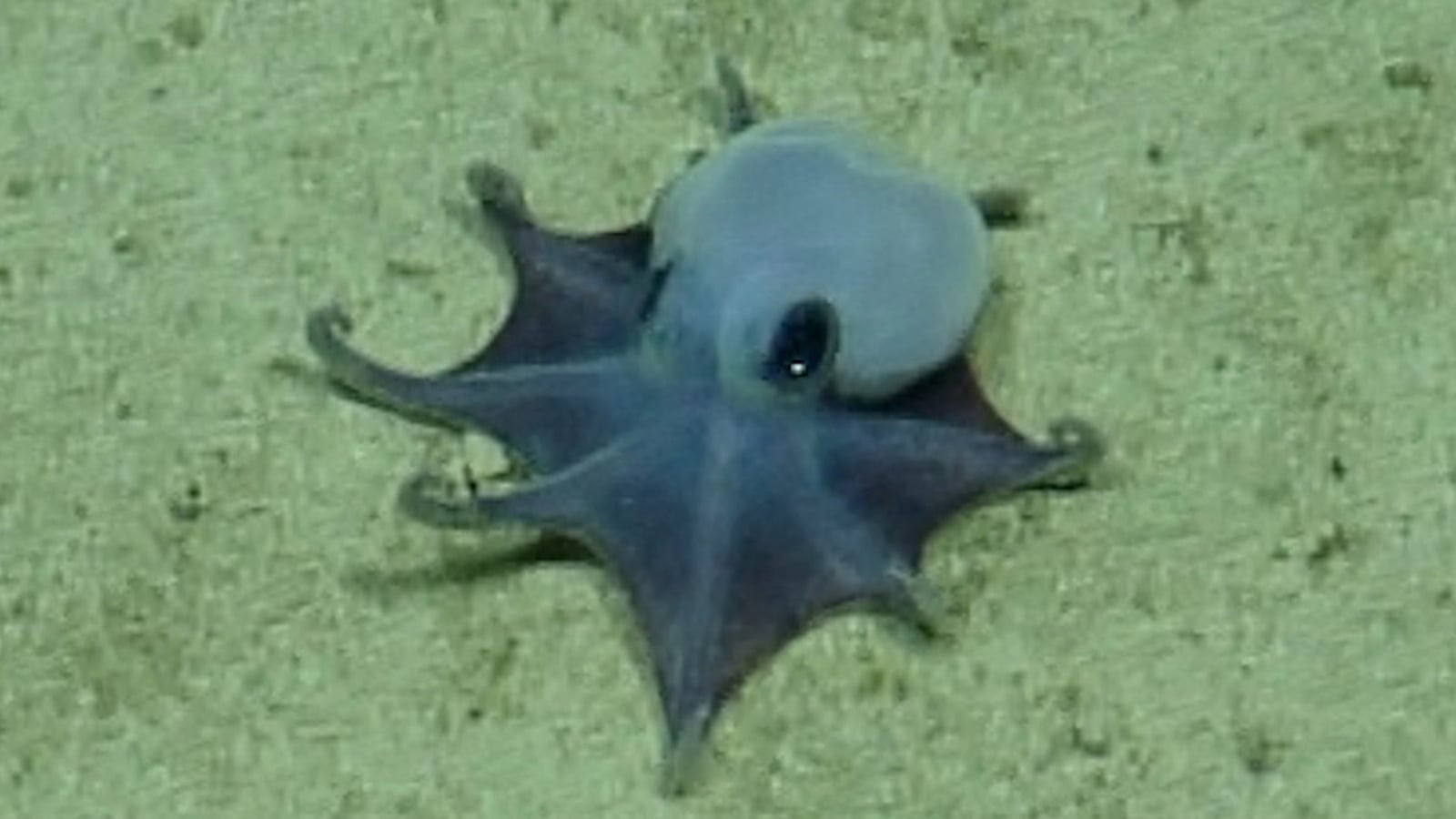 'It's blue'- scientists find new deep-sea octopus