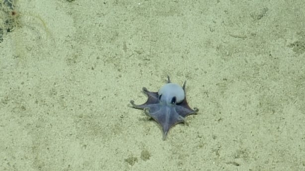 a screenshot shows a tiny blue octopus in the ocean