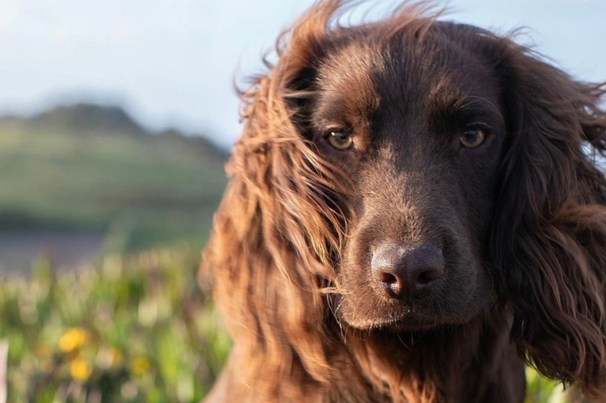 William and Kate's new pet dog, Otto