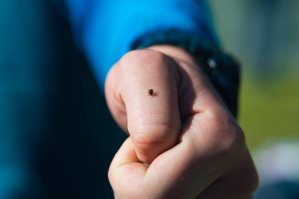 Human hand bitten tick